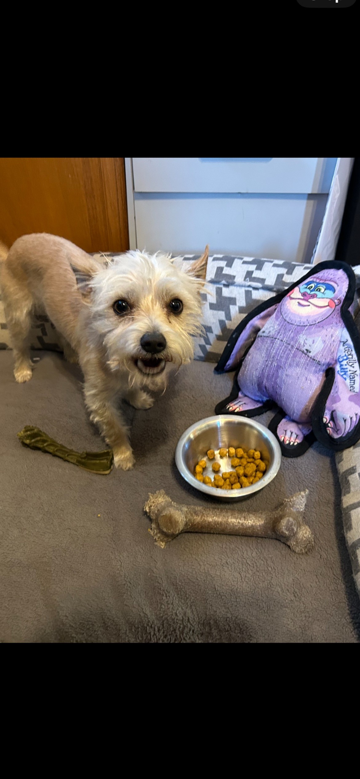 Tiny Tim, Adopted, Young Male Cairn Terrier.