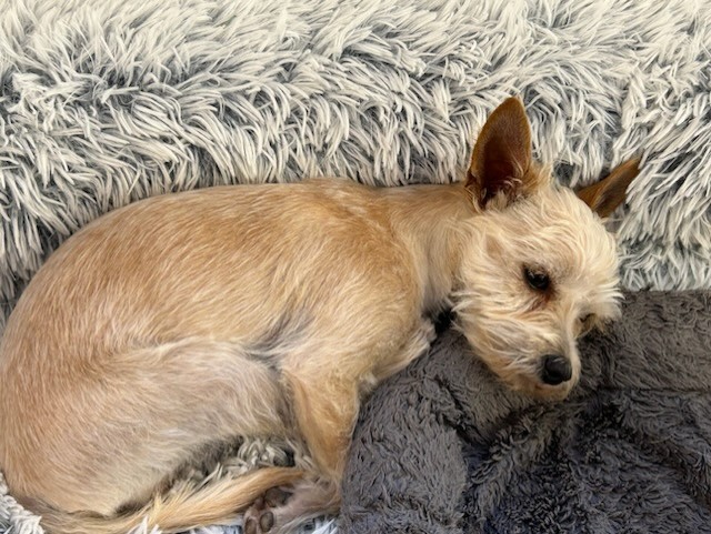 Enlarge Tiny Tim, a Adopted Cairn Terrier in Eaton, CO image 2/4