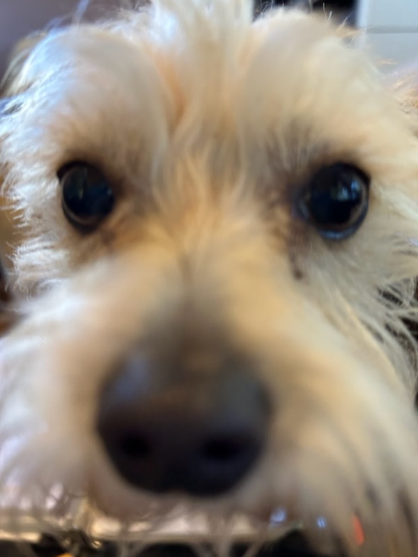 Enlarge Tiny Tim, a Adopted Cairn Terrier in Eaton, CO image 3/4