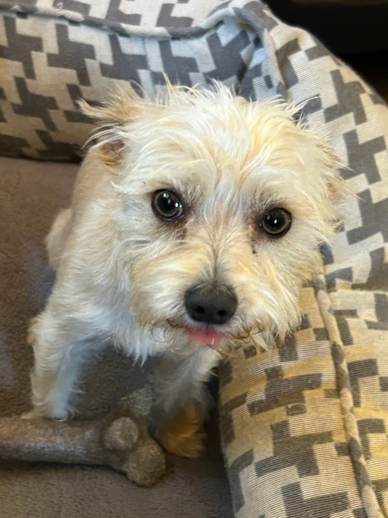 Enlarge Tiny Tim, a Adopted Cairn Terrier in Eaton, CO image 4/4