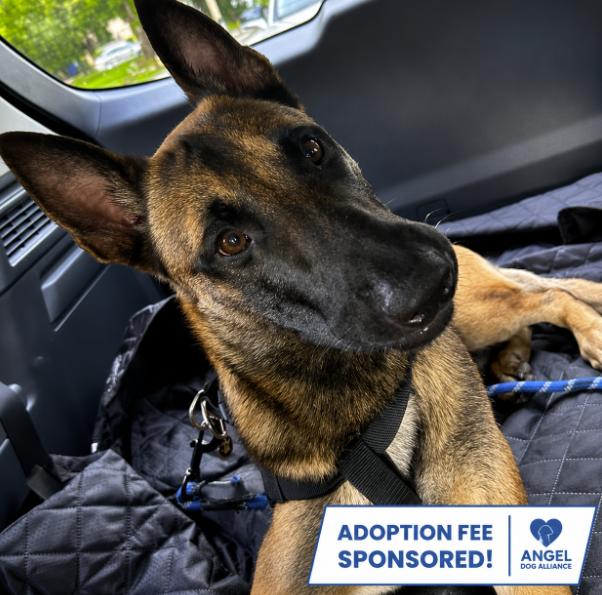 Rocky, ADOPTABLE, Adult Male Belgian Shepherd / Malinois.