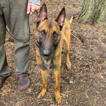 Rocky, a ADOPTABLE Belgian Shepherd / Malinois in Naperville, IL image 2/4