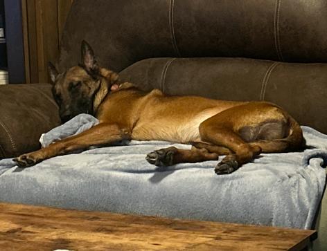 Rocky, a ADOPTABLE Belgian Shepherd / Malinois in Naperville, IL image 3/4