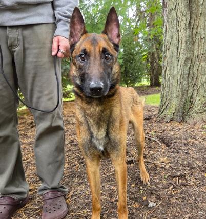 Rocky, a ADOPTABLE Belgian Shepherd / Malinois in Naperville, IL image 4/4