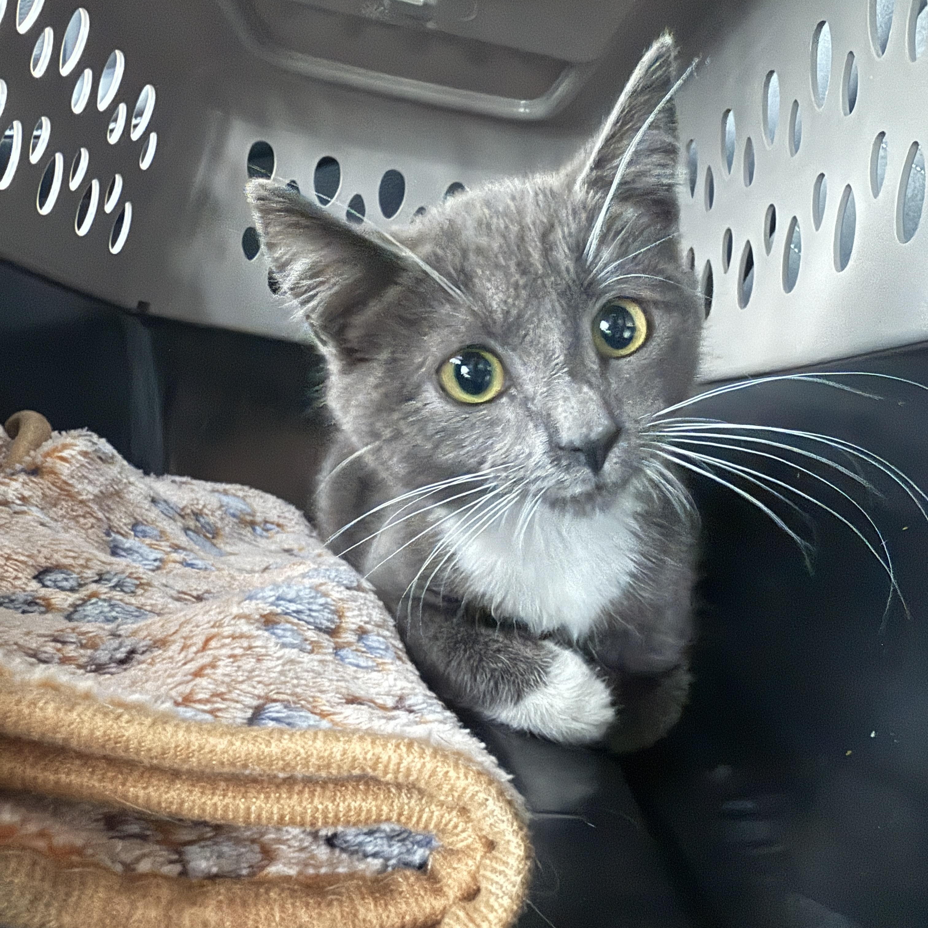 Ramela, ADOPTABLE, Kitten Female Domestic Short Hair.