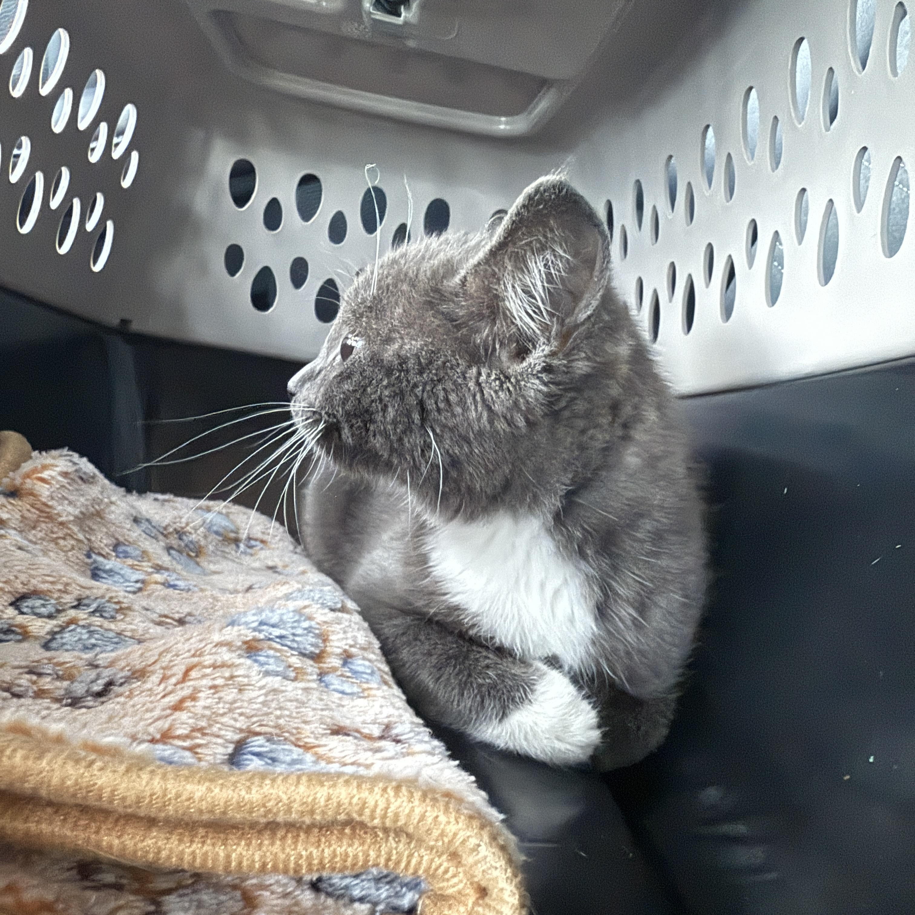 Enlarge Ramela, an adopted Domestic Short Hair in Oceanside, CA image 2/2