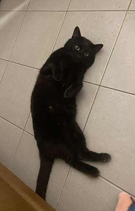 Toby, a ADOPTABLE Domestic Short Hair in Mississauga, ON image 1/2