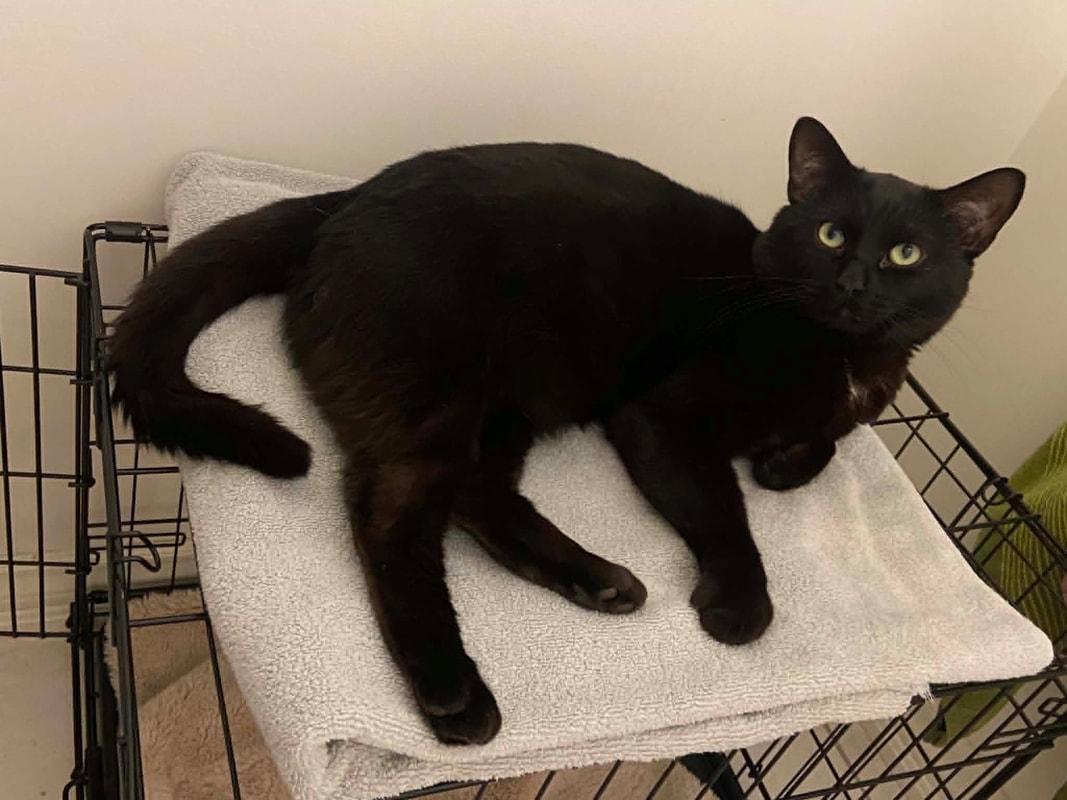 Toby, a ADOPTABLE Domestic Short Hair in Mississauga, ON image 2/2