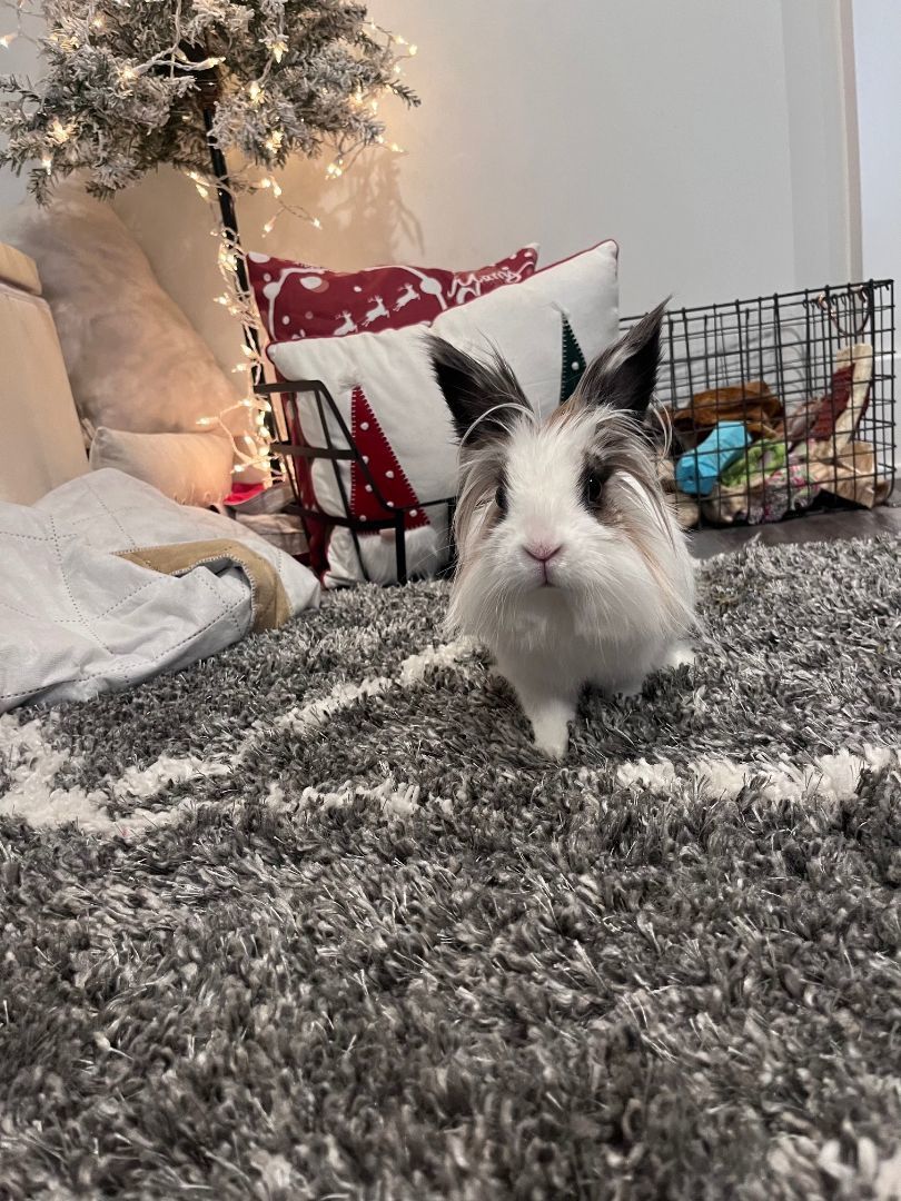 Enlarge Eleanor, a Adoptable Lionhead in Grand Rapids, MI image 3/5