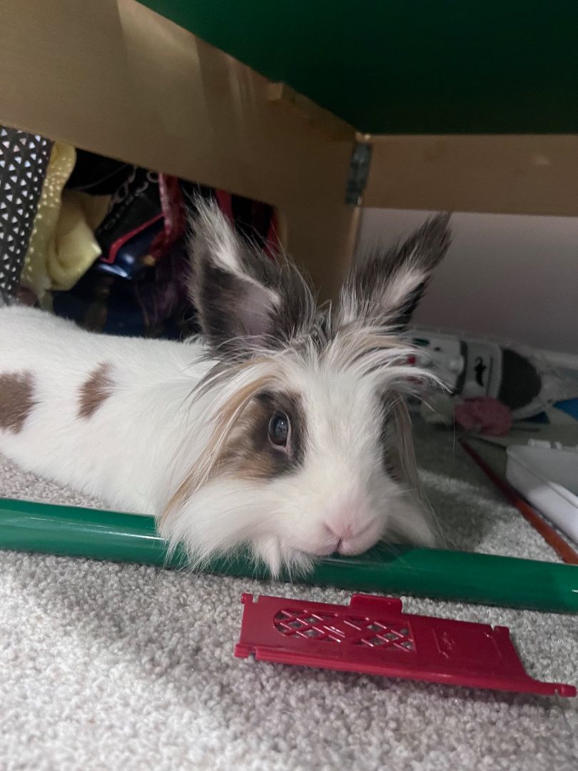 Eleanor, Adoptable, Adult Female Lionhead.