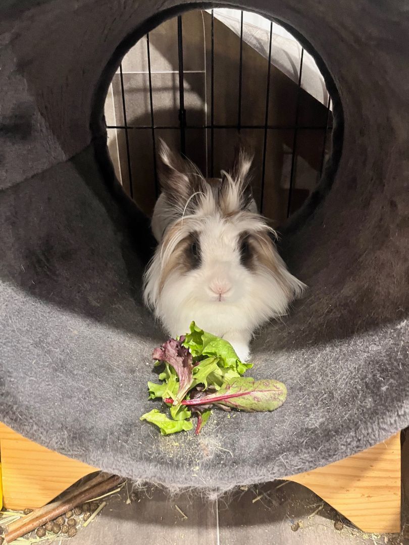 Enlarge Eleanor, a Adoptable Lionhead in Grand Rapids, MI image 4/5