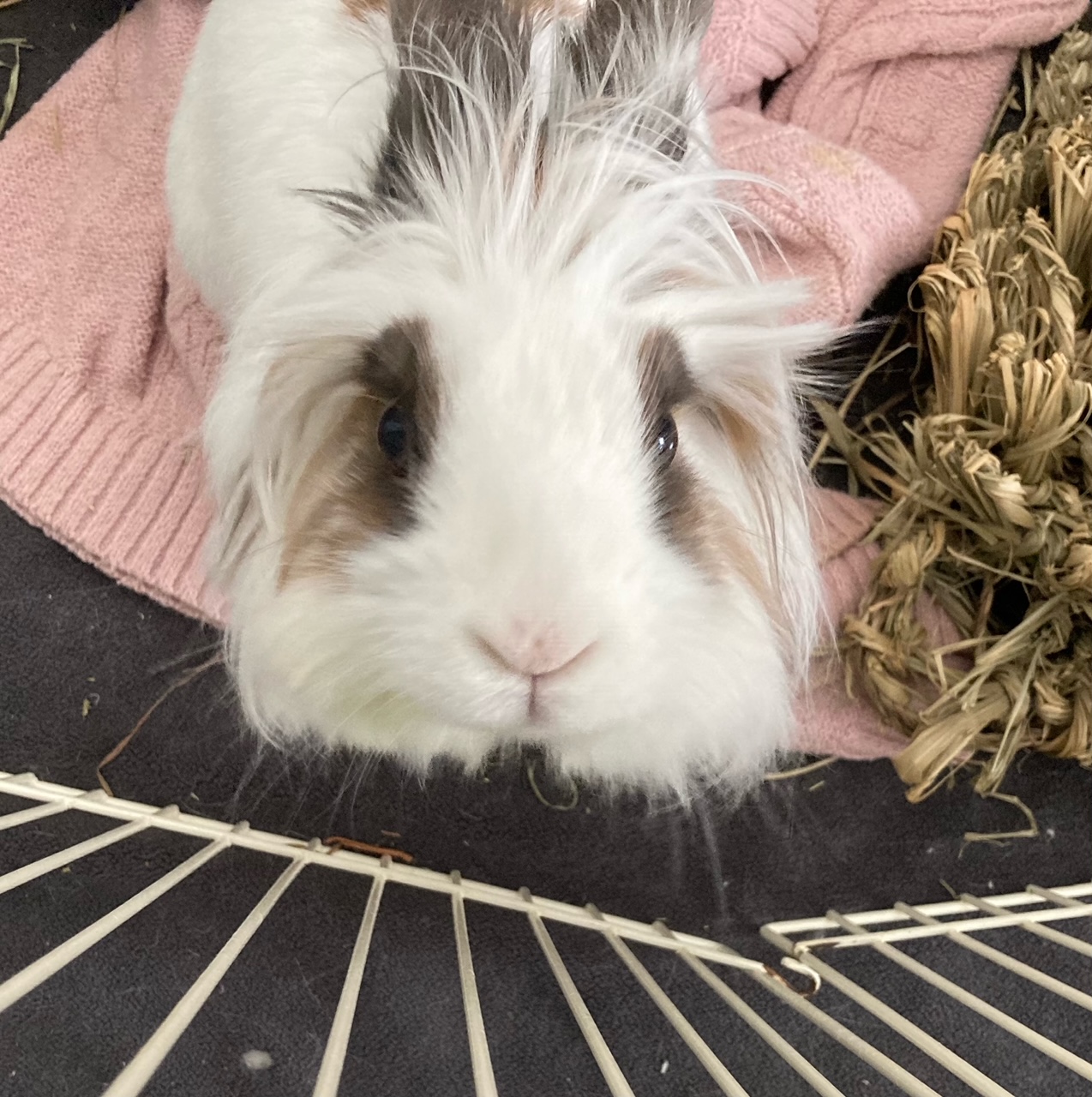 Enlarge Eleanor, a Adoptable Lionhead in Grand Rapids, MI image 2/5