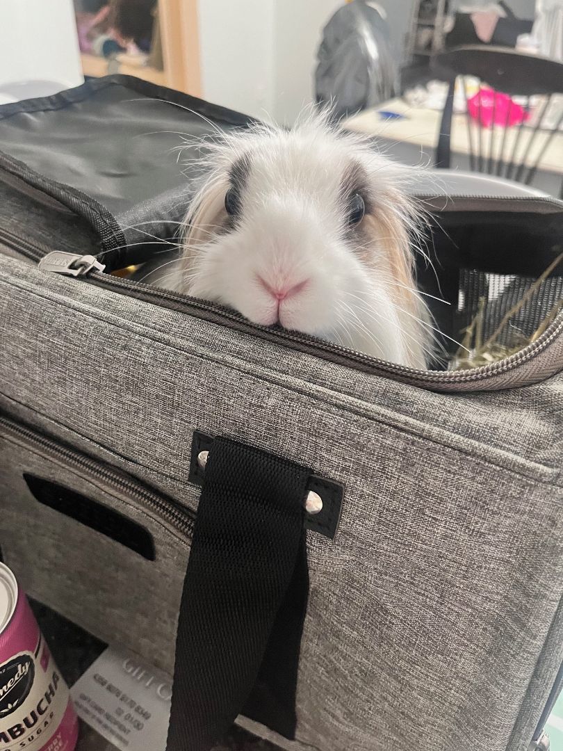 Enlarge Eleanor, a Adoptable Lionhead in Grand Rapids, MI image 5/5