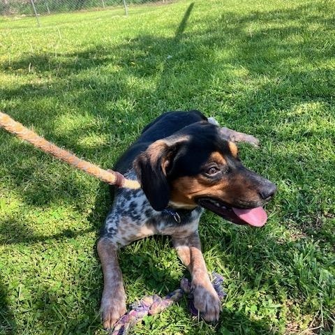 Enlarge SPORT 095-26, a ADOPTABLE mixed breed in Cambridge, OH image 2/4