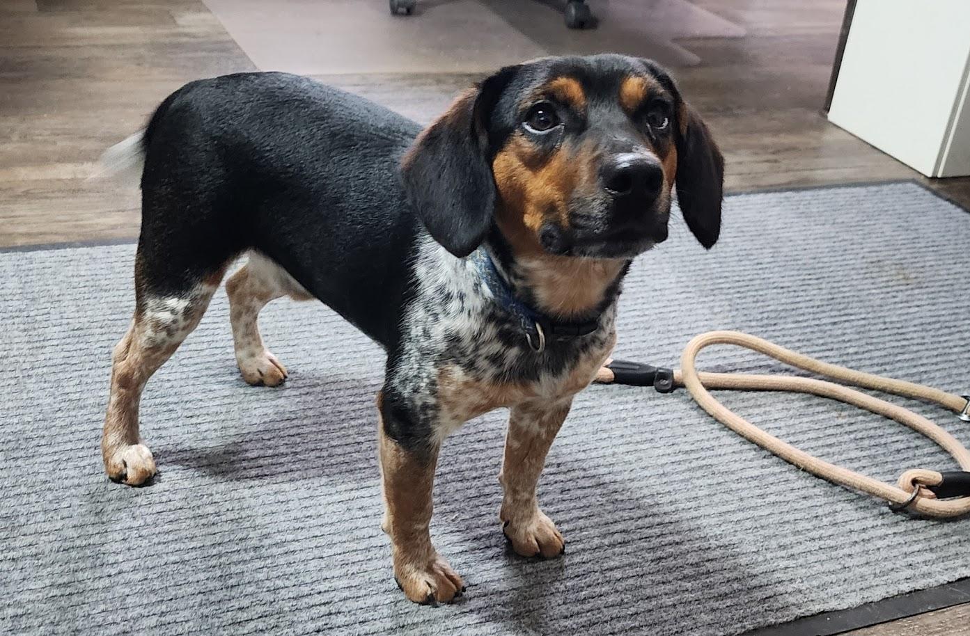 SPORT 095-26, a ADOPTABLE mixed breed in Cambridge, OH image 6/6