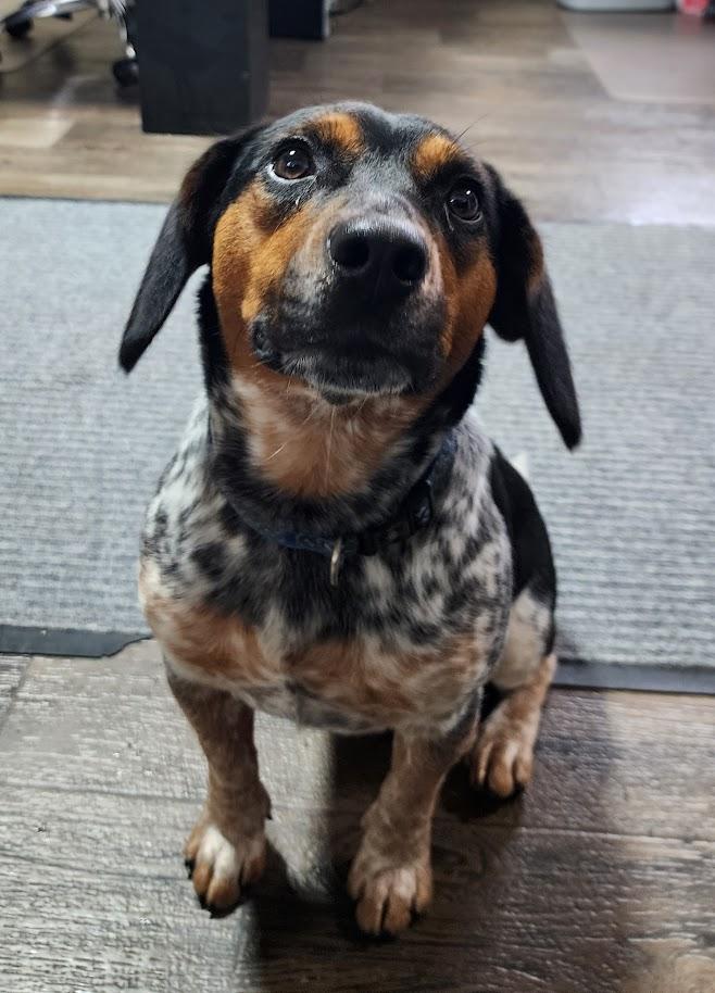 SPORT 095-26, a ADOPTABLE mixed breed in Cambridge, OH image 2/6