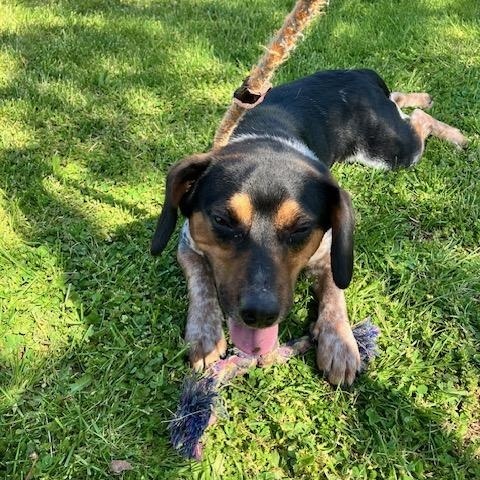 SPORT 095-26, ADOPTABLE, Young Male Beagle.