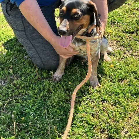 SPORT 095-26, ADOPTABLE, Young Male Beagle.