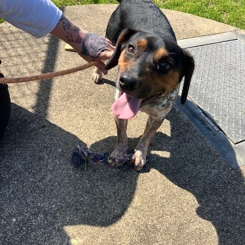 Enlarge SPORT 095-26, a ADOPTABLE mixed breed in Cambridge, OH image 4/4