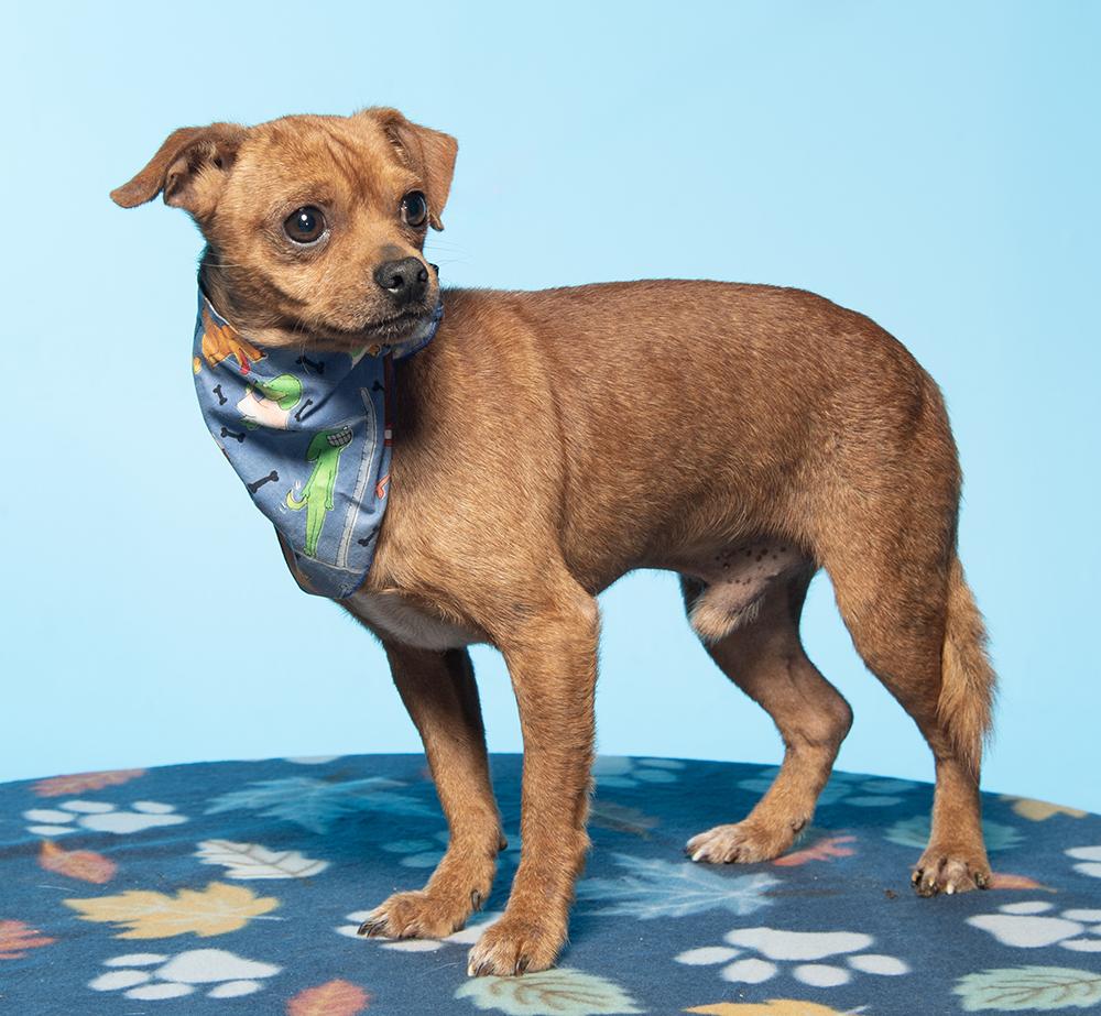 Enlarge Rowan, a Adoptable mixed breed in Cookeville, TN image 4/5