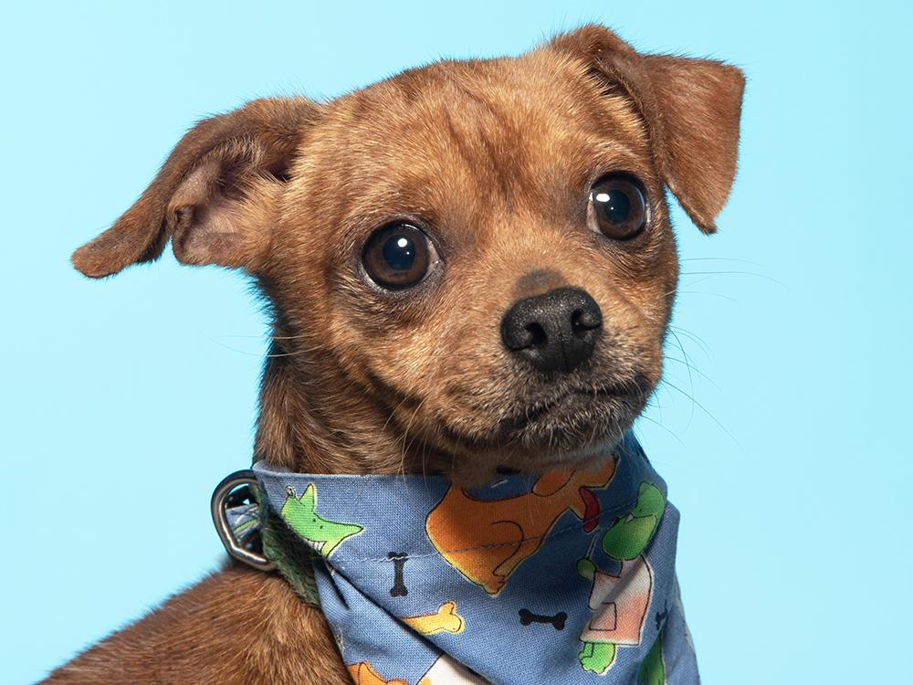 Rowan, Adoptable, Adult Male Chihuahua.