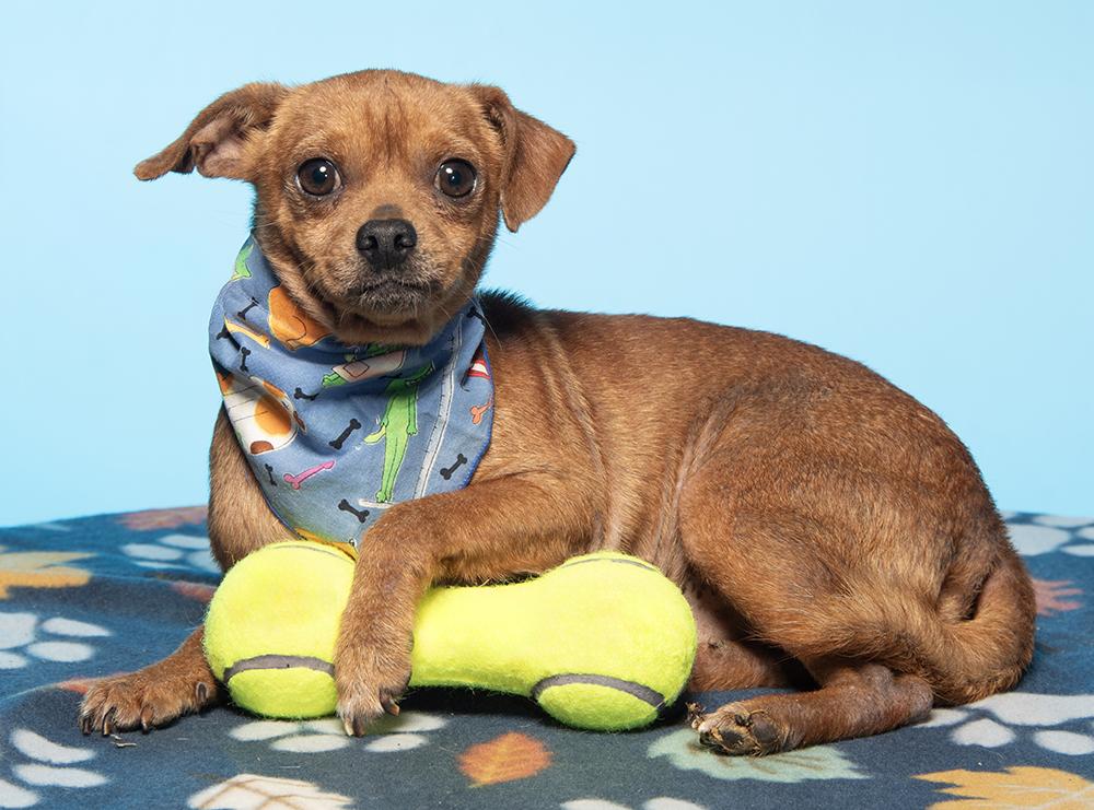 Enlarge Rowan, a Adoptable mixed breed in Cookeville, TN image 5/5