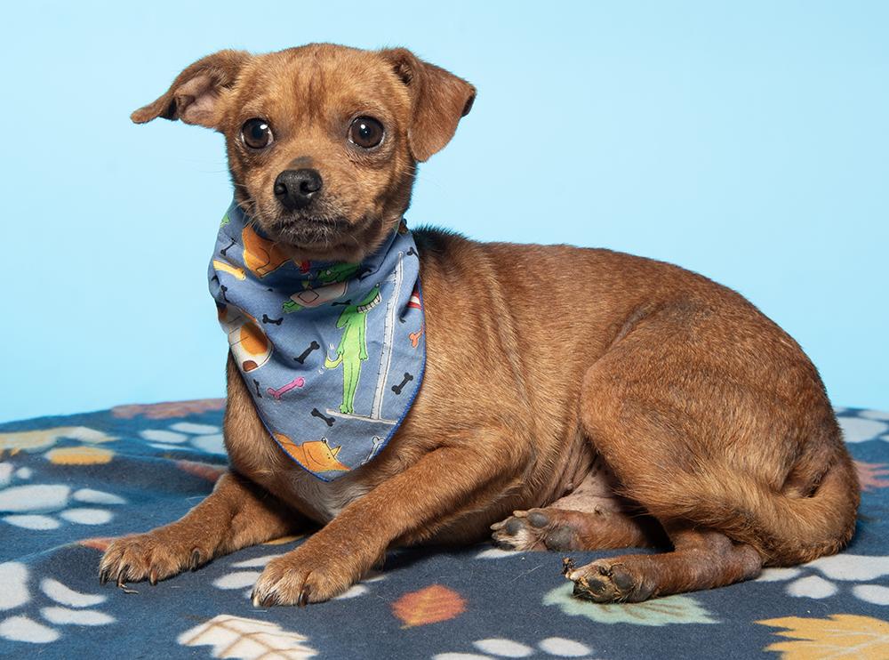 Enlarge Rowan, a Adoptable mixed breed in Cookeville, TN image 3/5