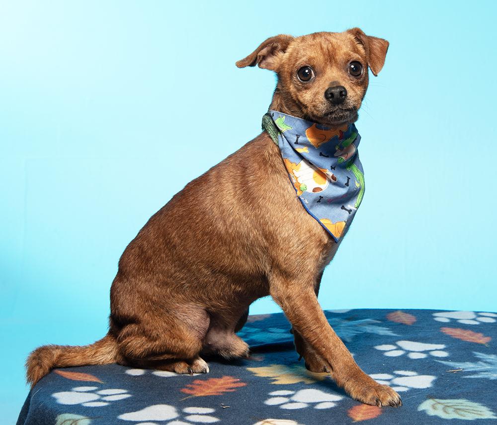 Enlarge Rowan, a Adoptable mixed breed in Cookeville, TN image 2/5