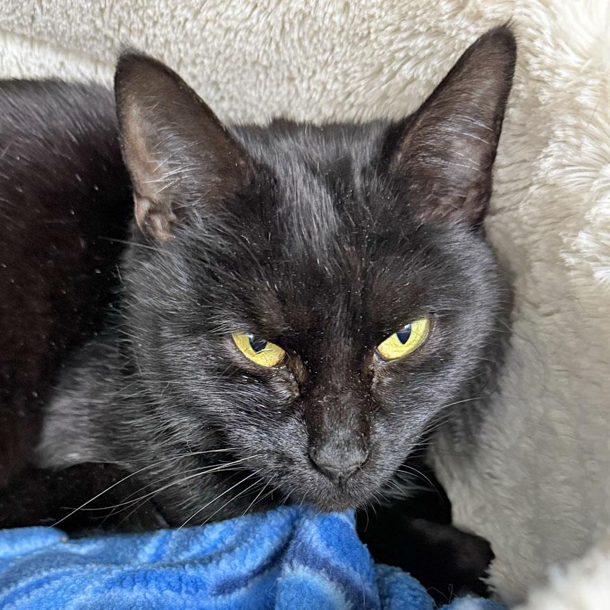 Dusty, ADOPTABLE, Adult Female Domestic Short Hair.