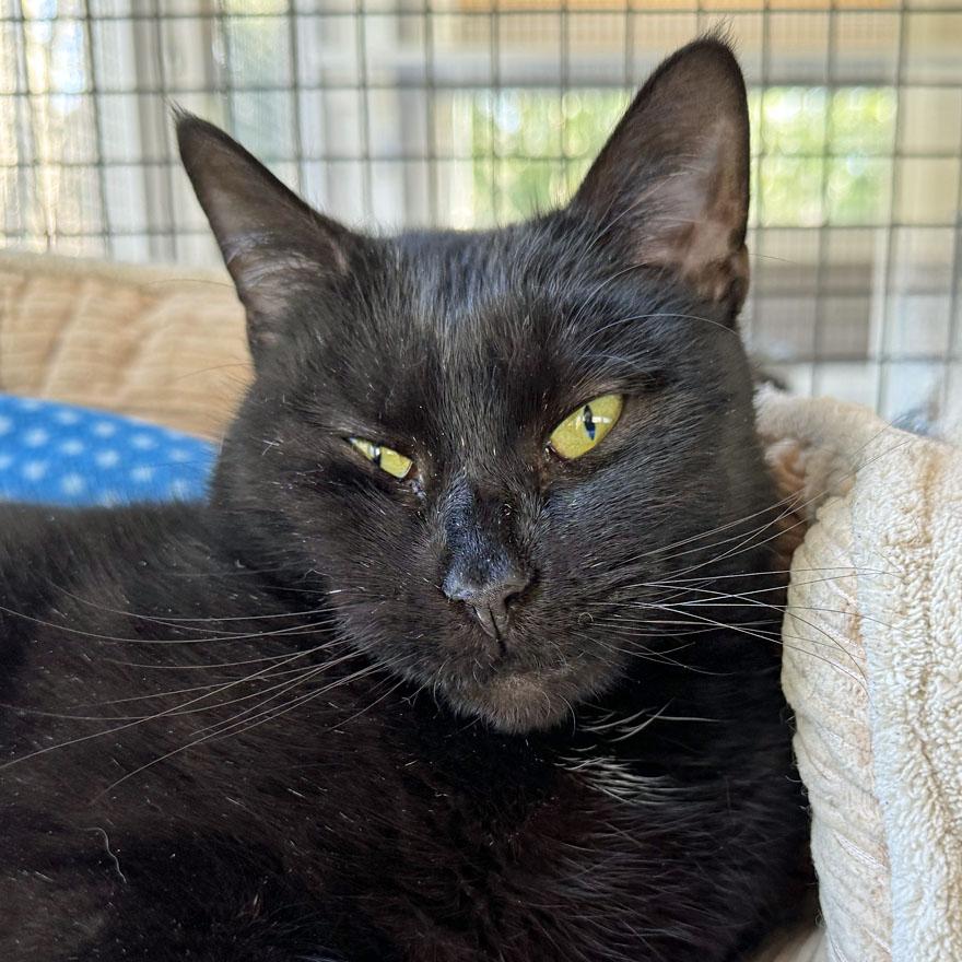 Enlarge Dusty, an adoptable Domestic Short Hair in E Falmouth, MA image 1/5