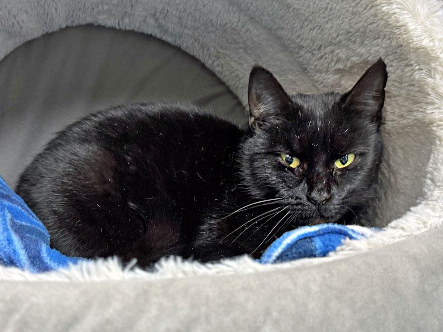 Enlarge Dusty, an adoptable Domestic Short Hair in E Falmouth, MA image 3/4