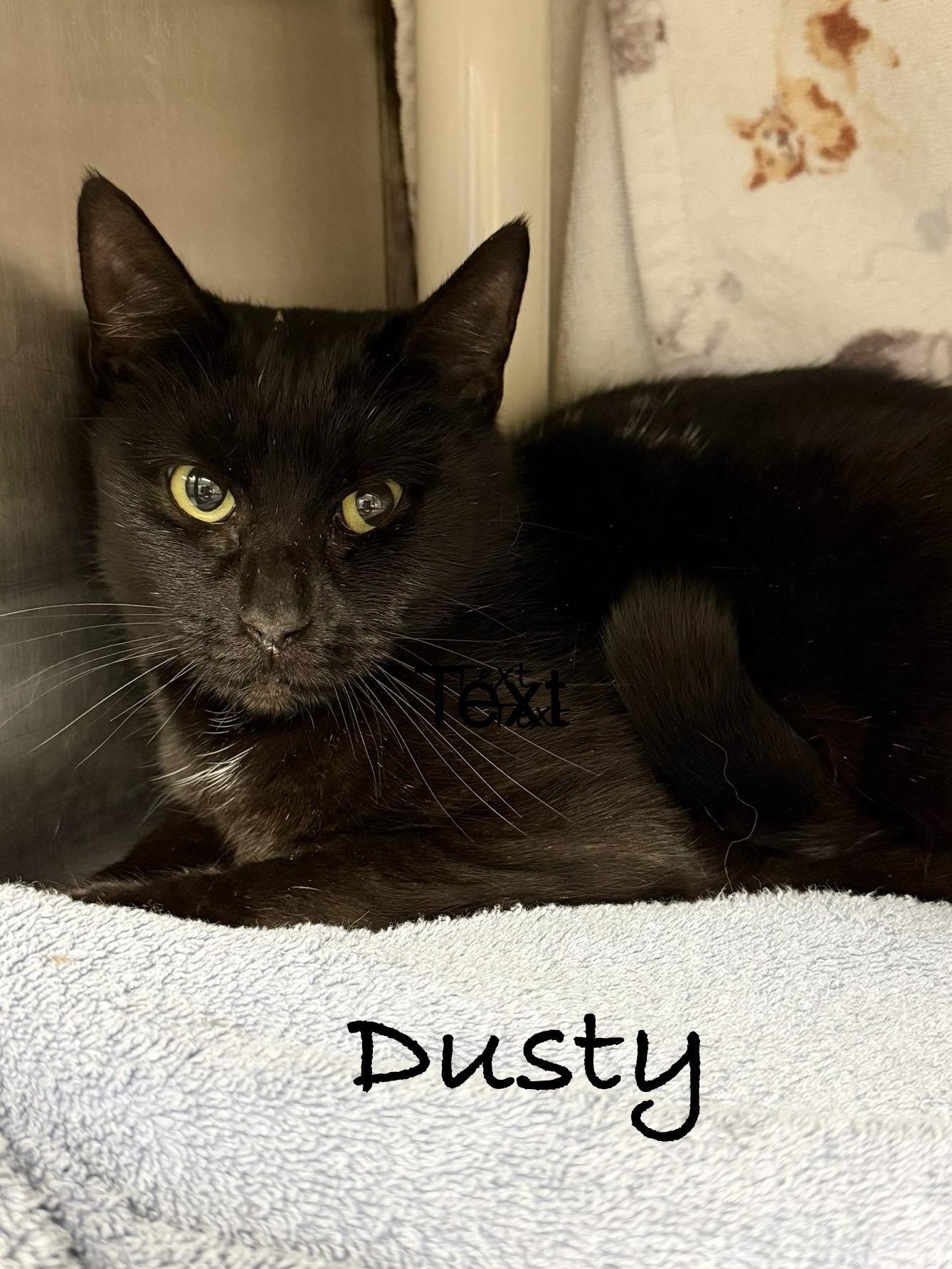 Enlarge Dusty, an adoptable Domestic Short Hair in E Falmouth, MA image 2/4