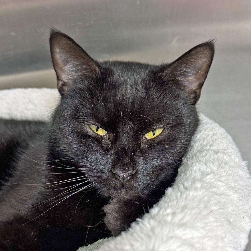 Enlarge Dusty, an adoptable Domestic Short Hair in E Falmouth, MA image 1/4
