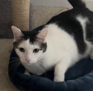 Enlarge Bill & Ted, a Adoptable Domestic Short Hair in Cincinnati, OH image 2/3