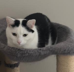 Enlarge Bill & Ted, a Adoptable Domestic Short Hair in Cincinnati, OH image 3/3