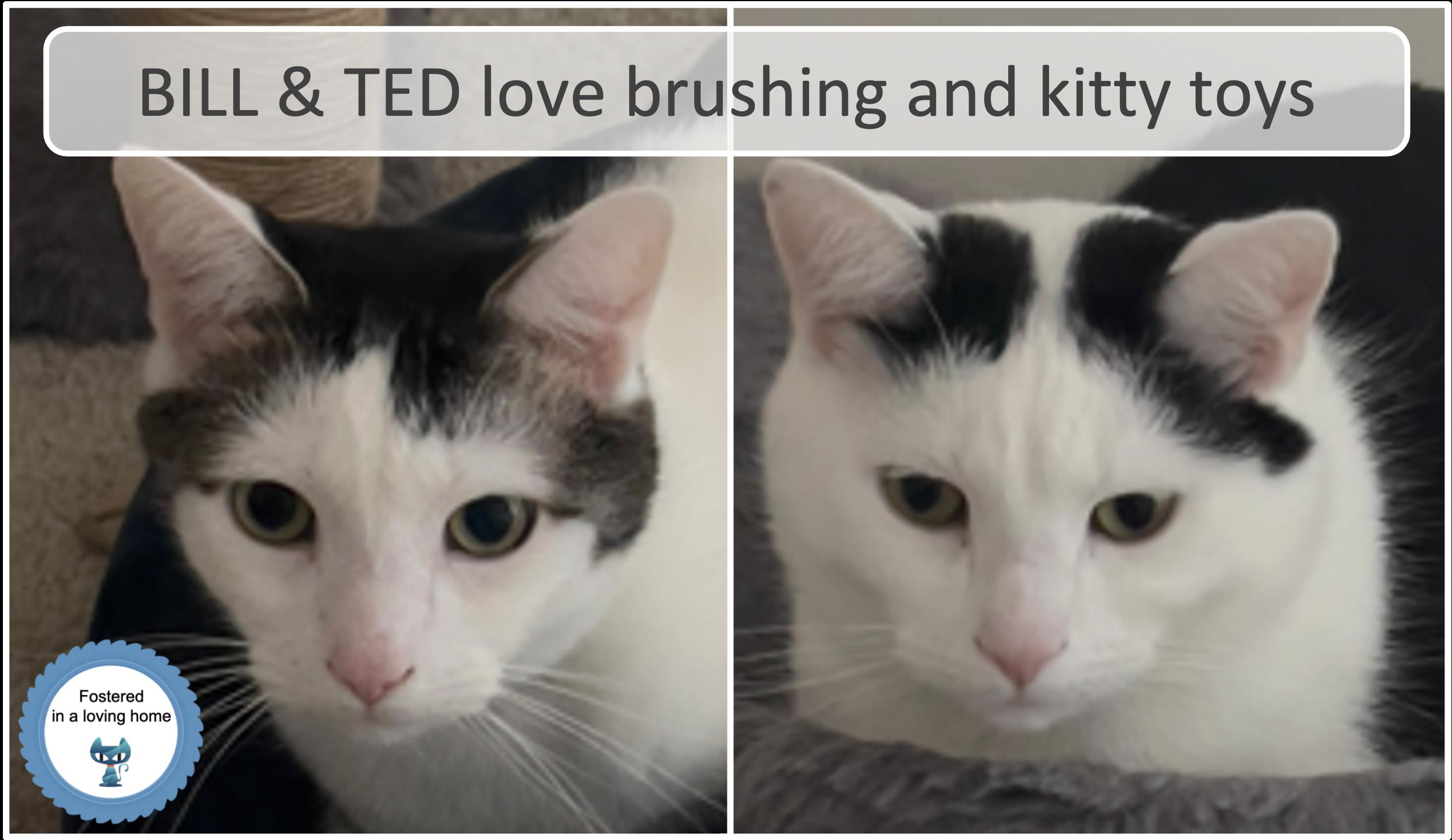 Enlarge Bill & Ted, a Adoptable Domestic Short Hair in Cincinnati, OH image 1/3