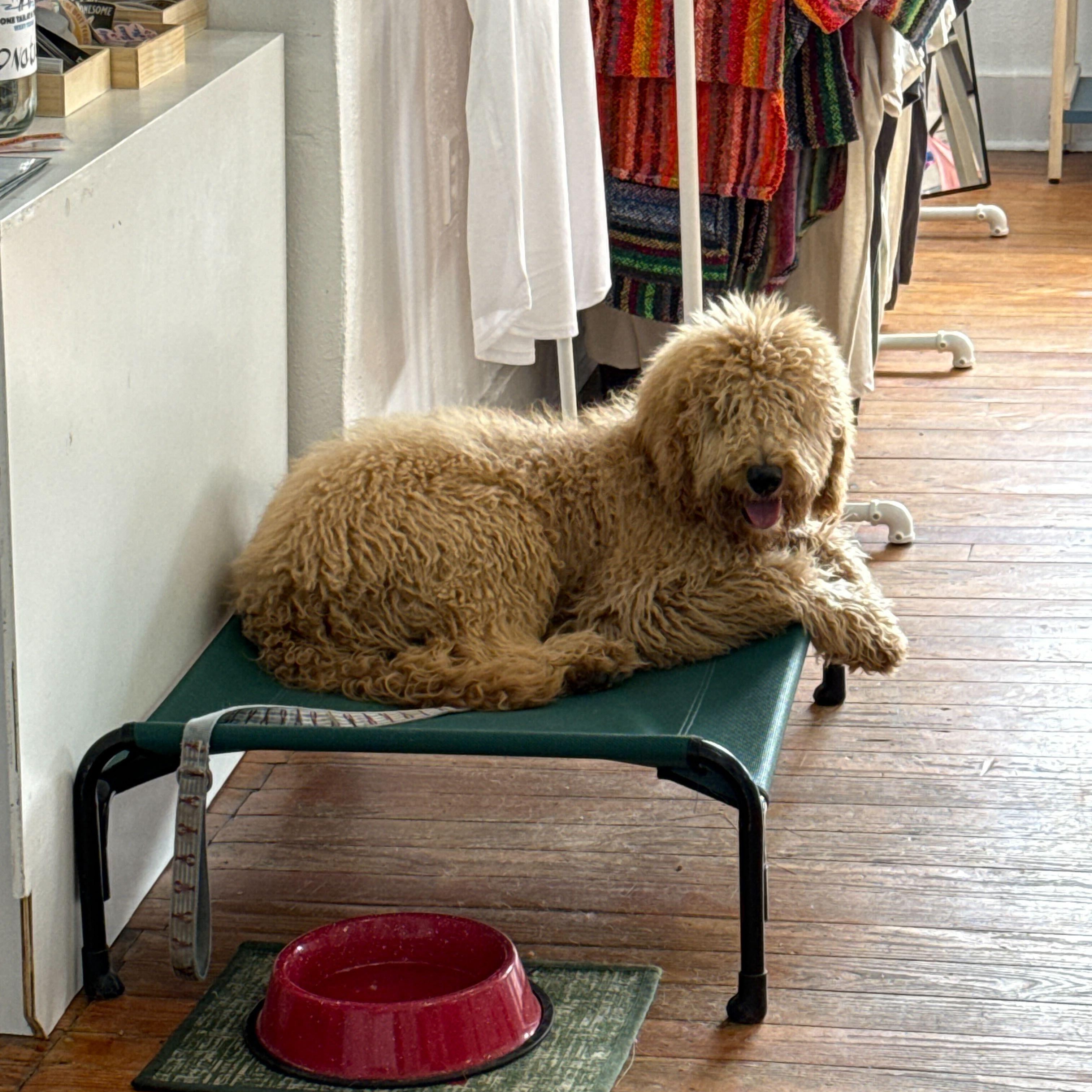 Enlarge Churro, an adopted Goldendoodle in Marfa, TX image 4/6