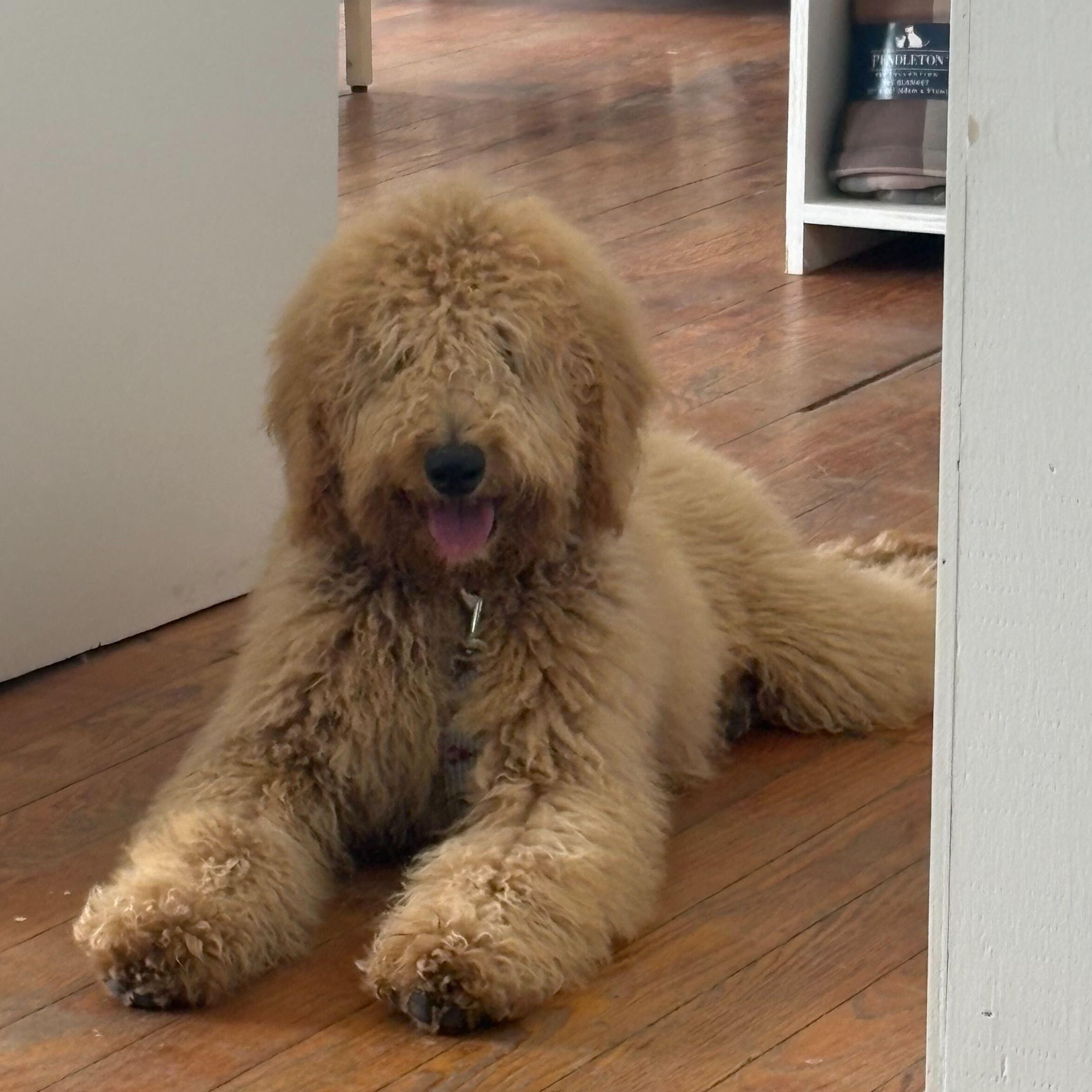 Churro, adopted, Puppy Male Goldendoodle.