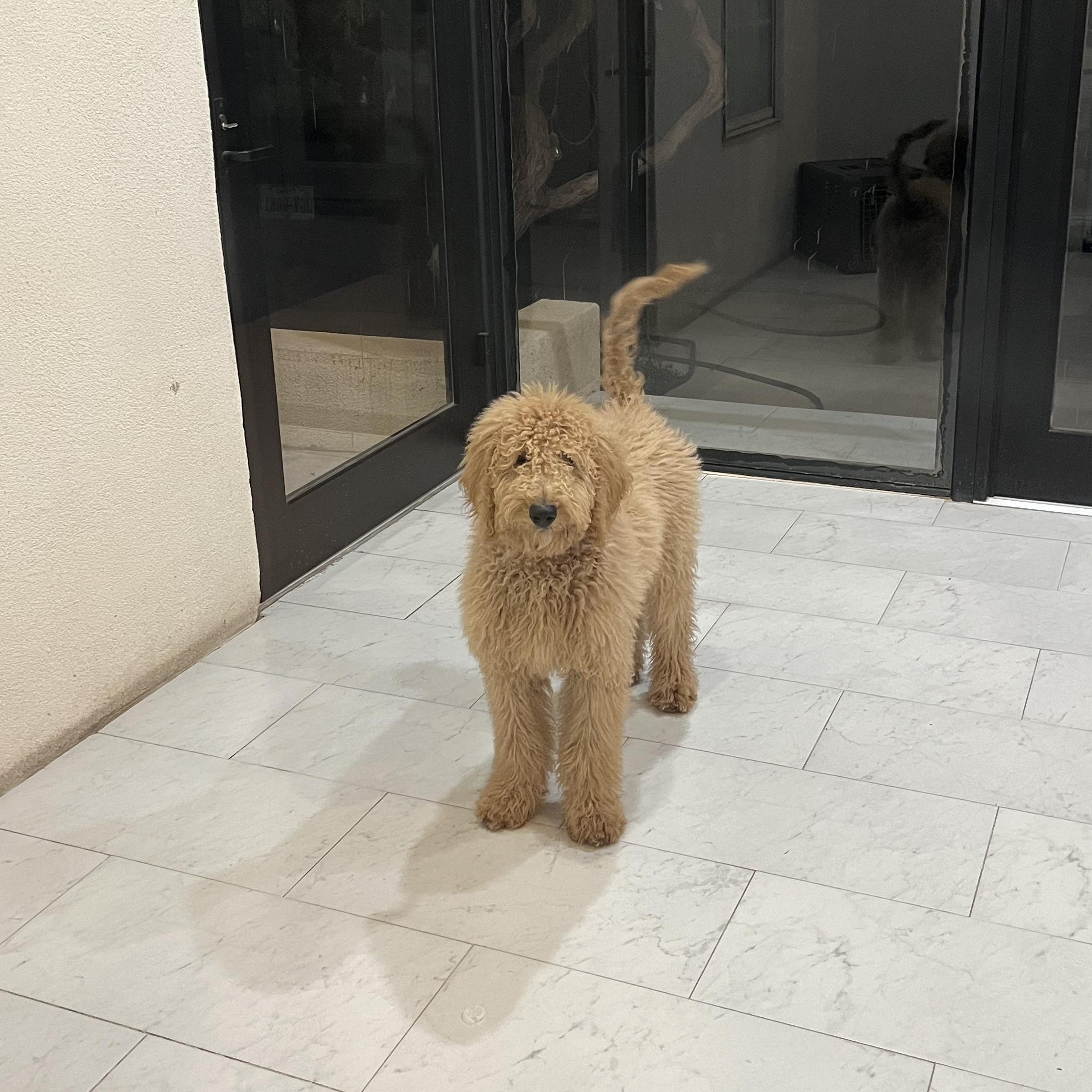 Enlarge Churro, an adopted Goldendoodle in Marfa, TX image 5/6