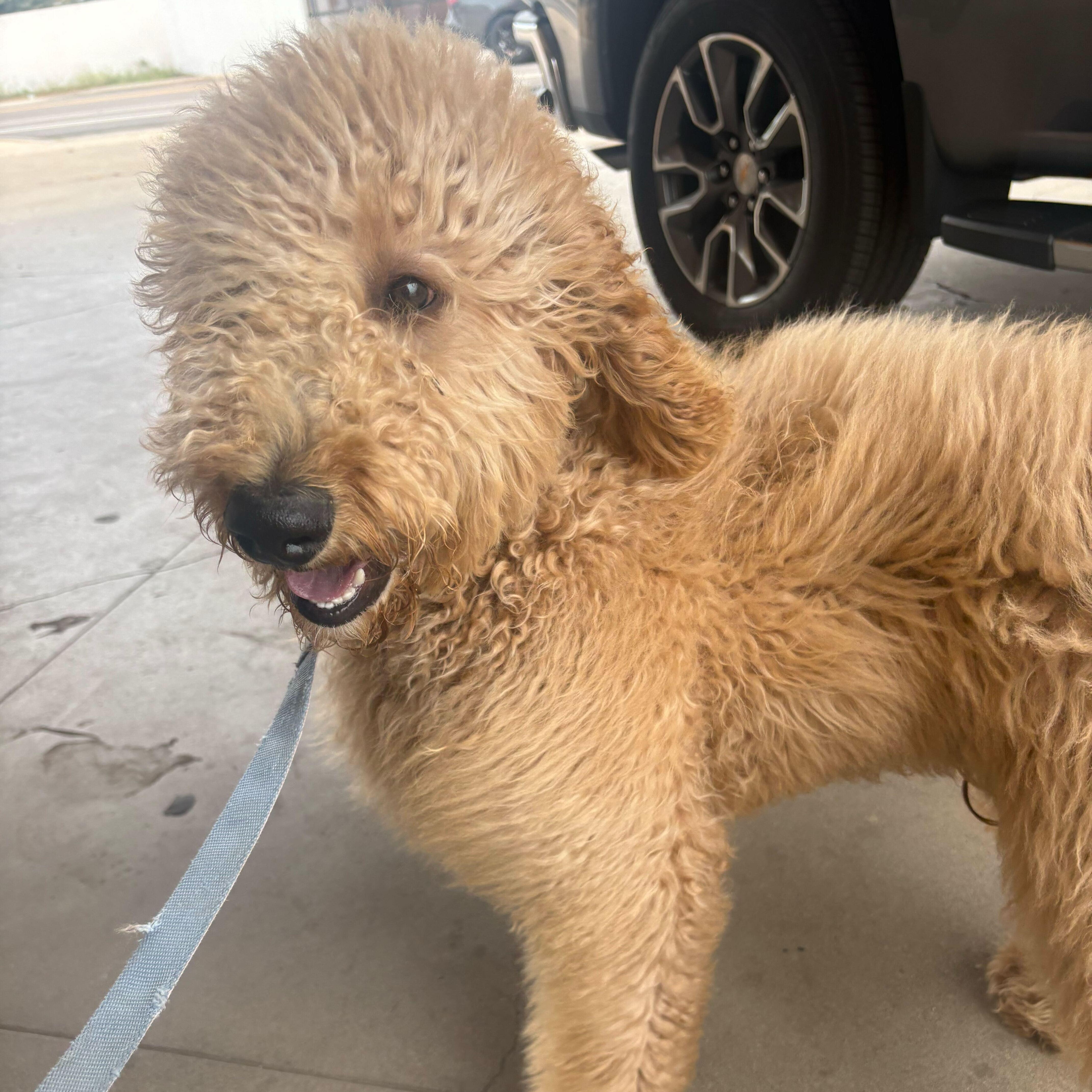 Enlarge Churro, an adopted Goldendoodle in Marfa, TX image 6/6