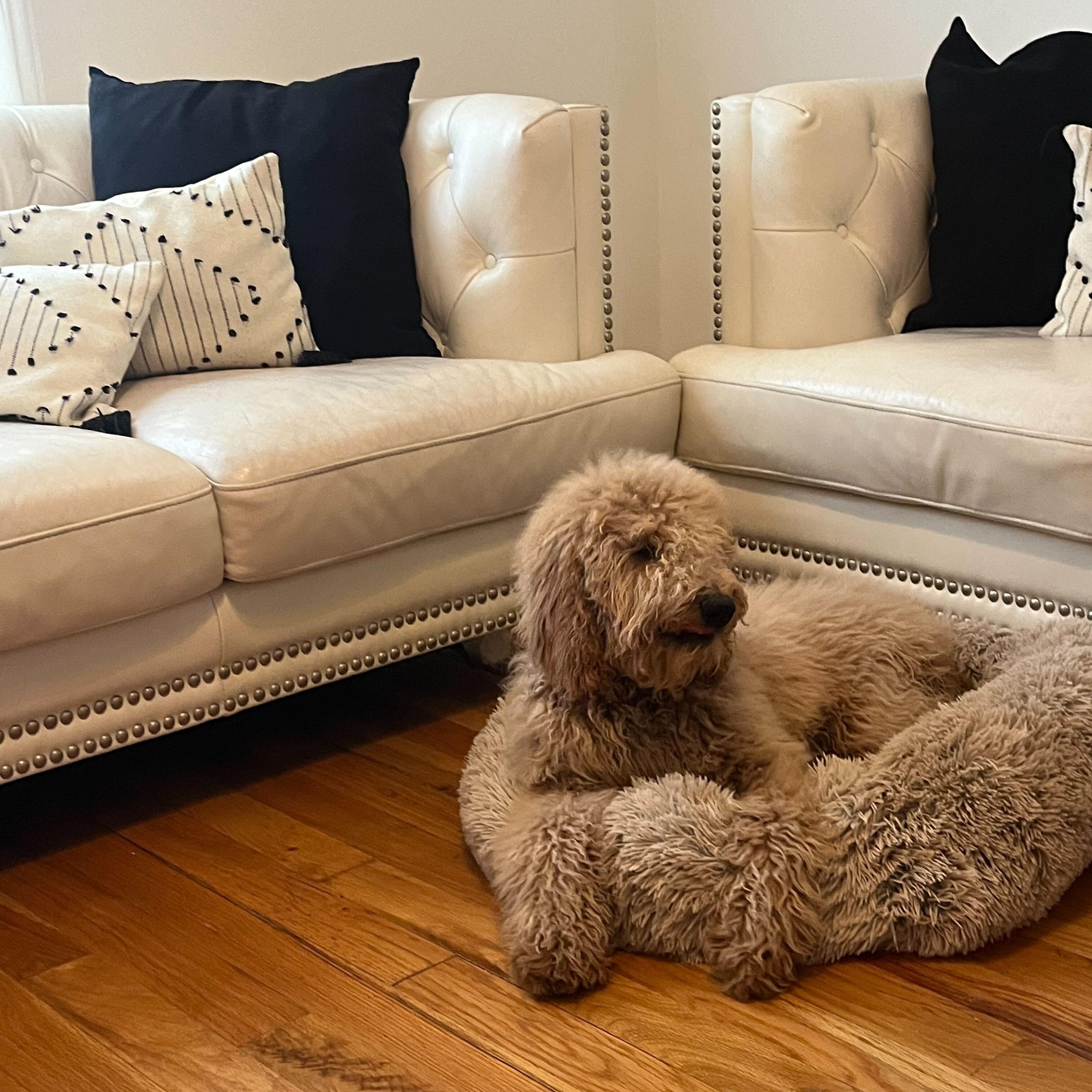 Enlarge Churro, an adopted Goldendoodle in Marfa, TX image 2/6