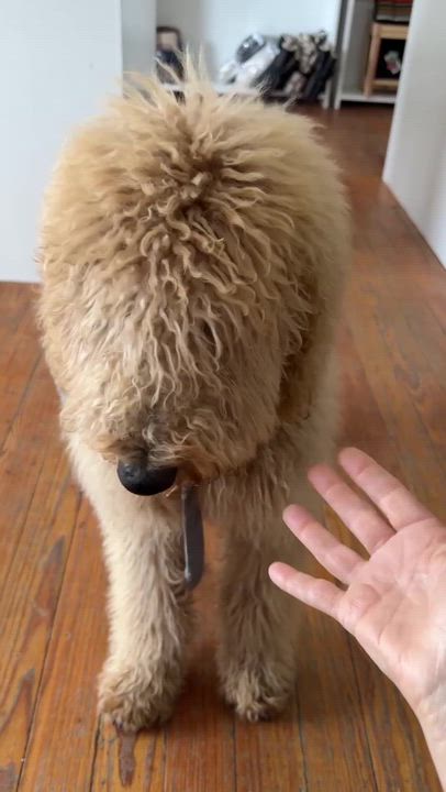 Enlarge Churro, an adopted Goldendoodle in Marfa, TX video 3/6