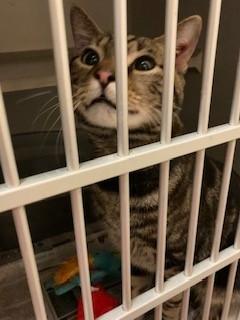 Carlton, a Adoptable Domestic Short Hair in Mason City, IA image 2/2