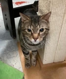 Carlton, Adoptable, Adult Male Domestic Short Hair.