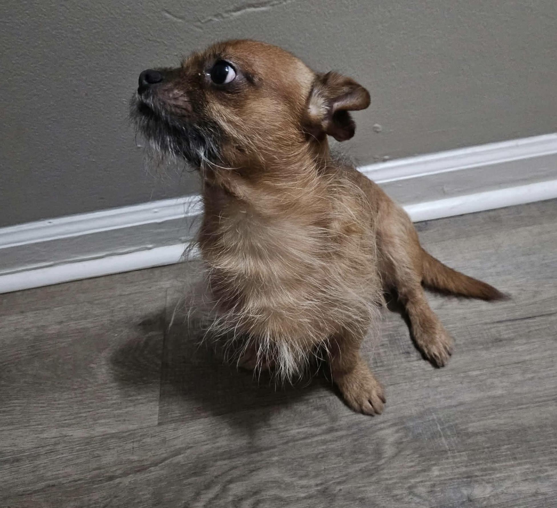 Flynn, ADOPTABLE, Young Male Chihuahua.