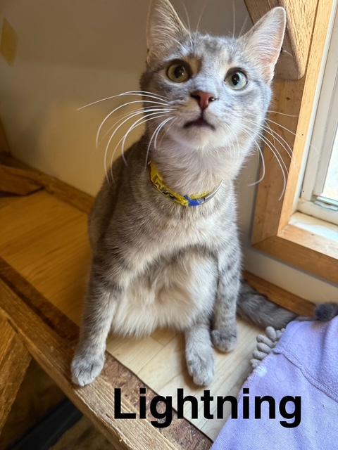Enlarge LIGHTNING, a Adoptable Domestic Short Hair in Millerstown, PA image 6/6