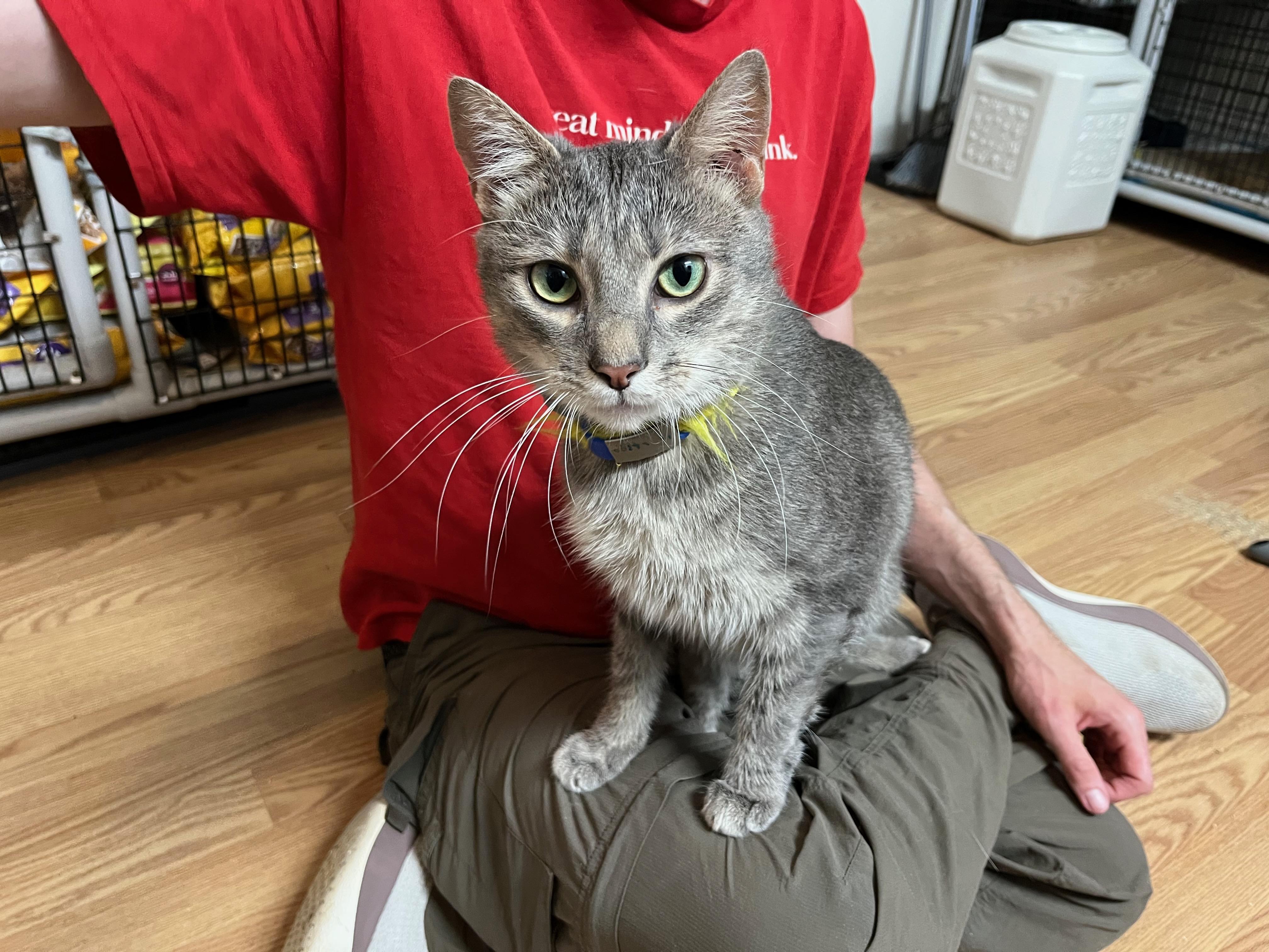 Enlarge LIGHTNING, a Adoptable Domestic Short Hair in Millerstown, PA image 3/6