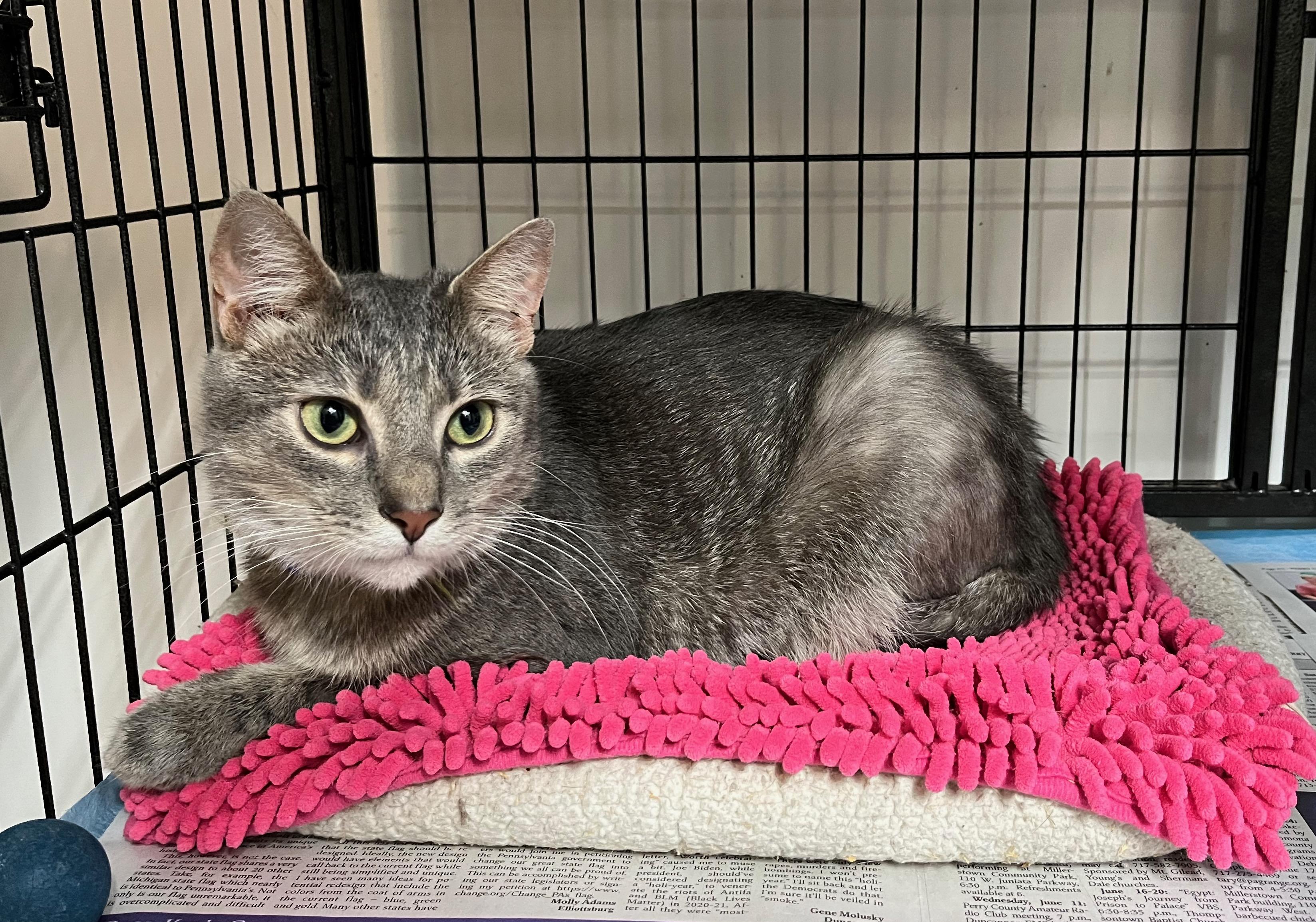 Enlarge LIGHTNING, a Adoptable Domestic Short Hair in Millerstown, PA image 1/6