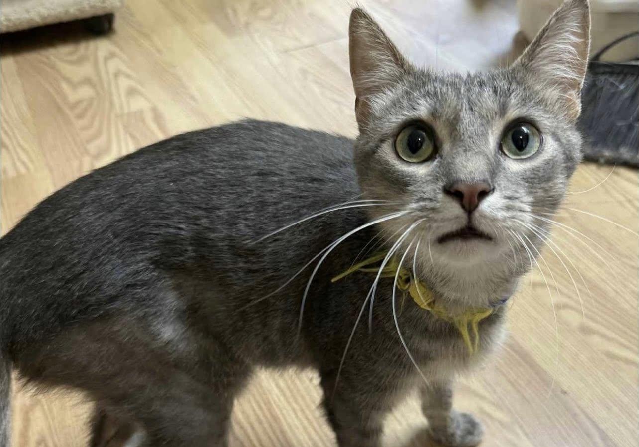 Enlarge LIGHTNING, a Adoptable Domestic Short Hair in Millerstown, PA image 6/6