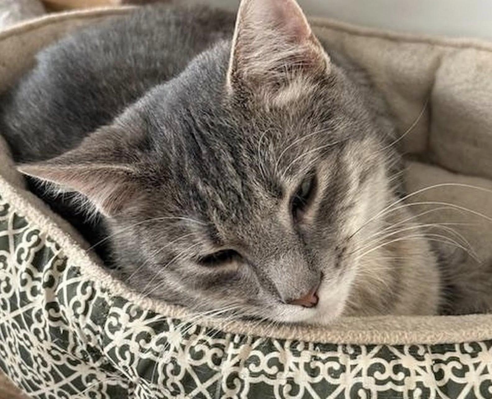 Enlarge LIGHTNING, a Adoptable Domestic Short Hair in Millerstown, PA image 5/6